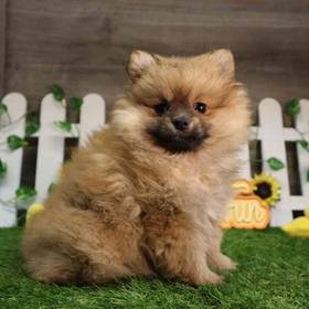 Pomeranian