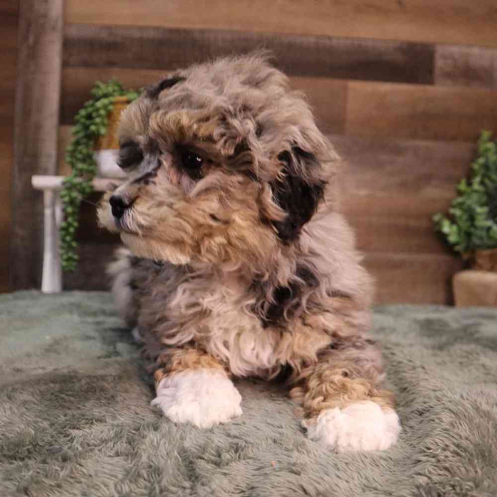 carousel pet images