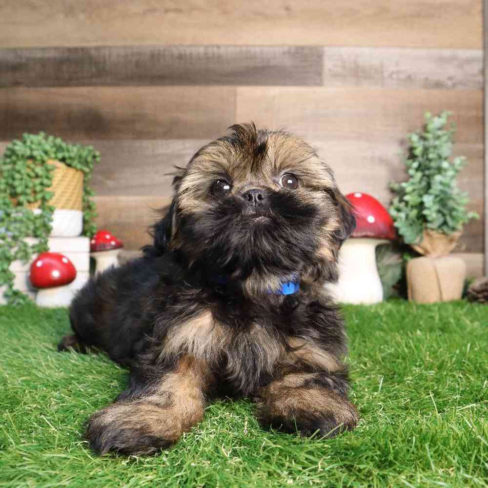carousel pet images