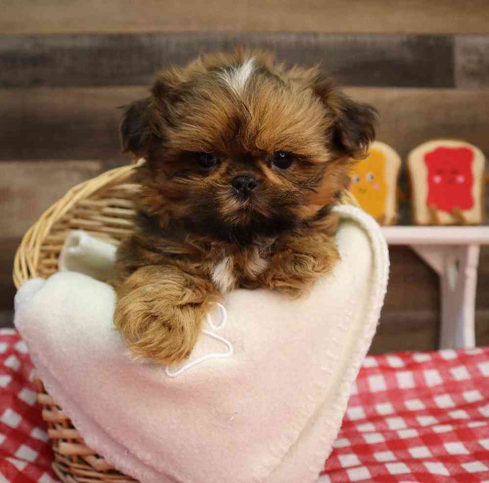 carousel pet images