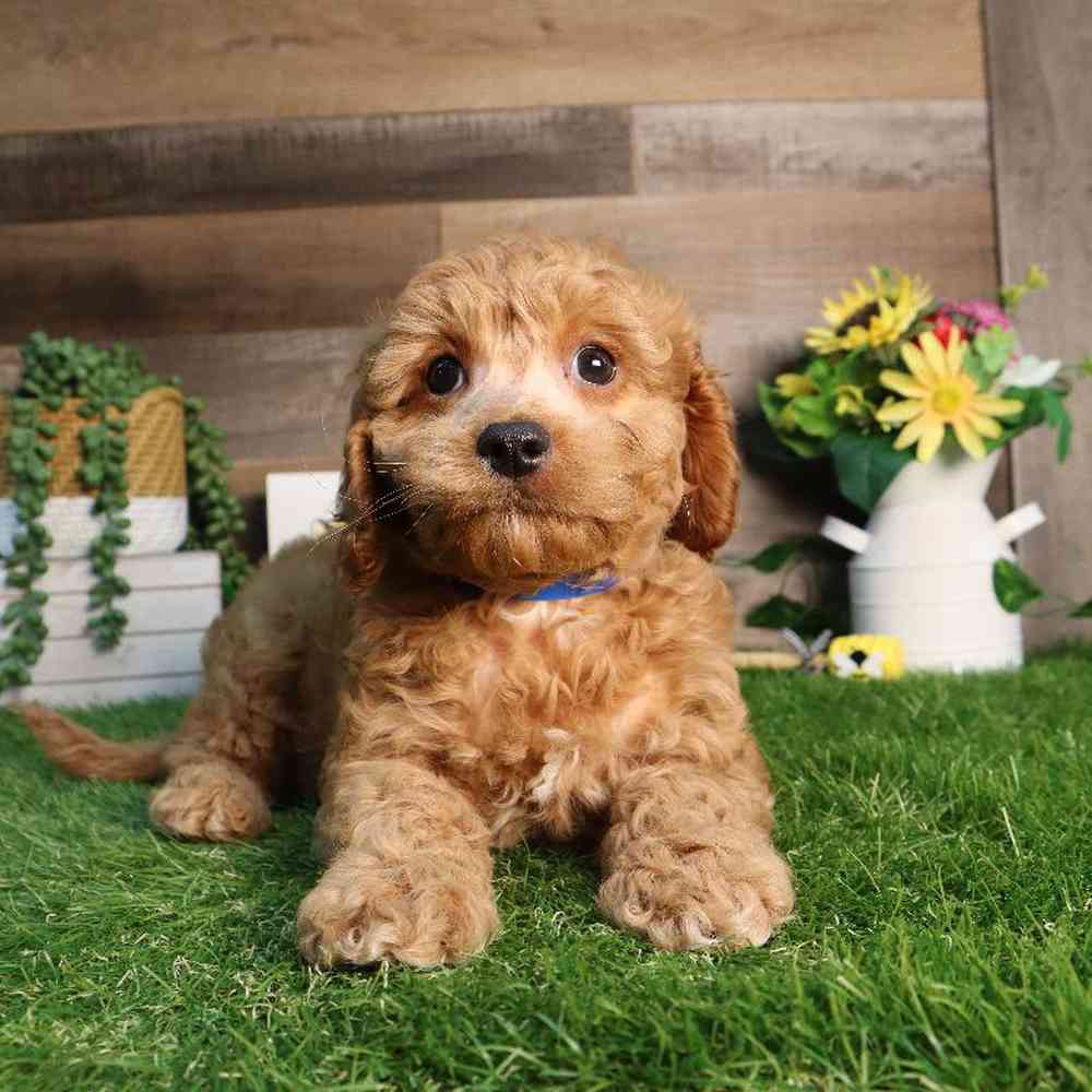 carousel pet images