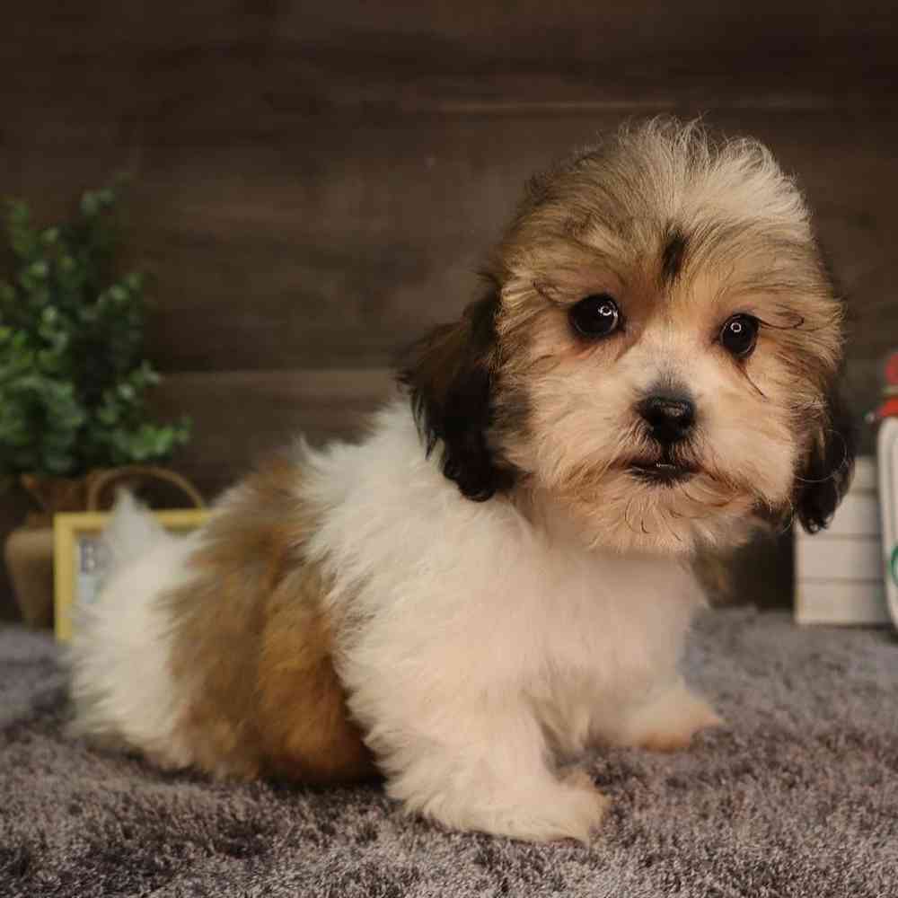 carousel pet images