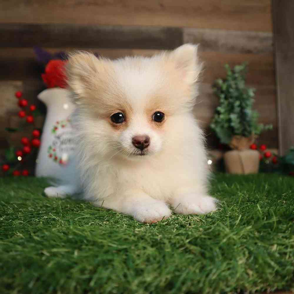 carousel pet images