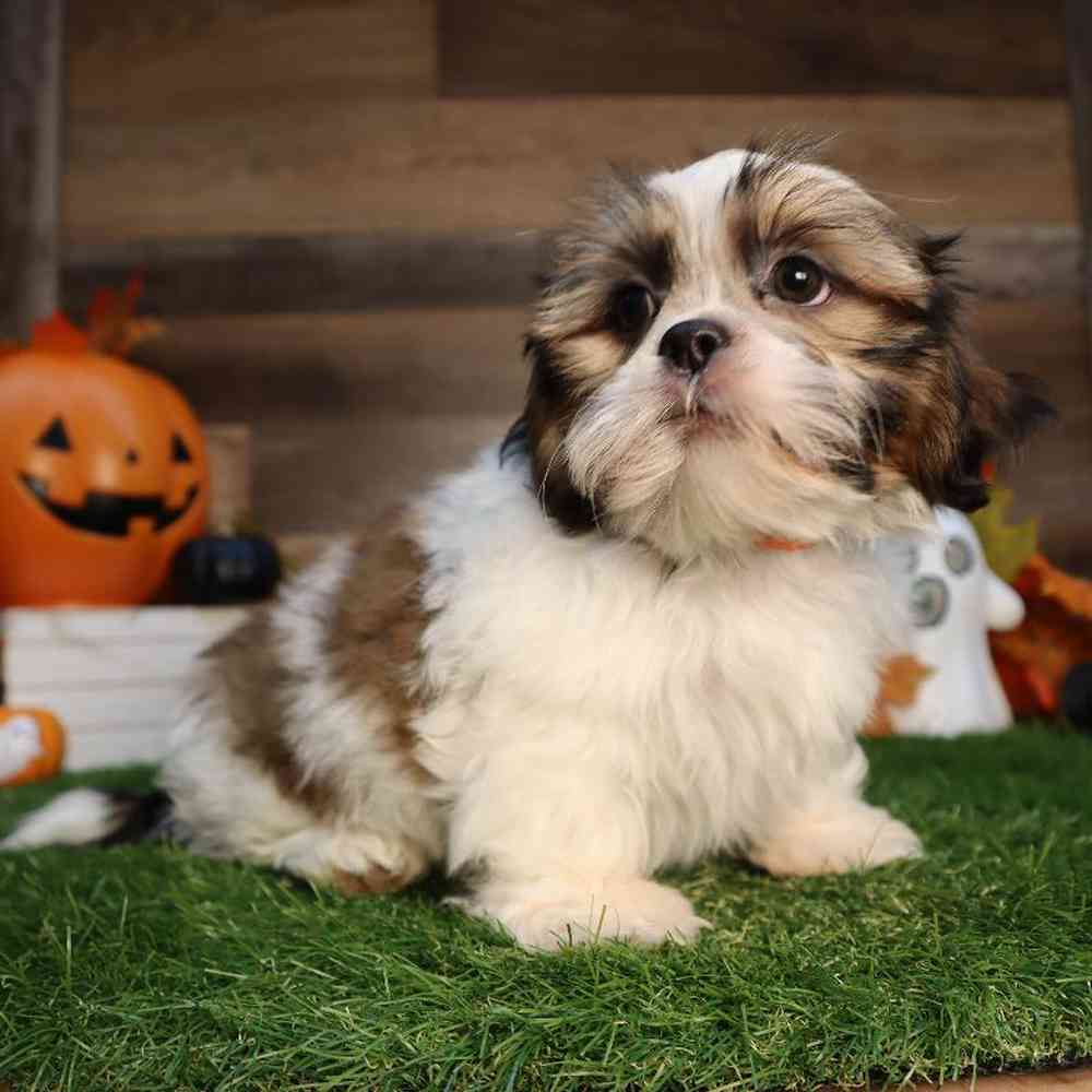 carousel pet images