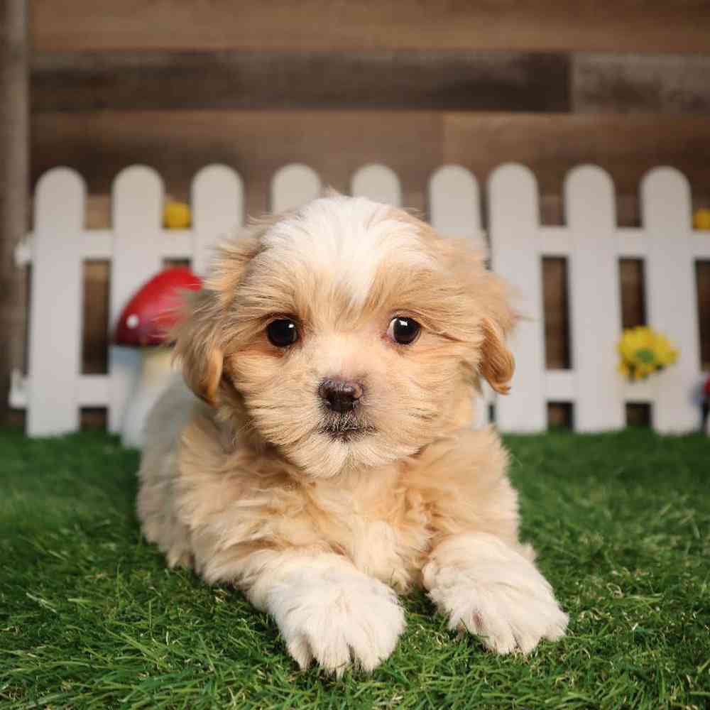 BichonPoodleMaltese Puppies for sale Four Paws and a Tail