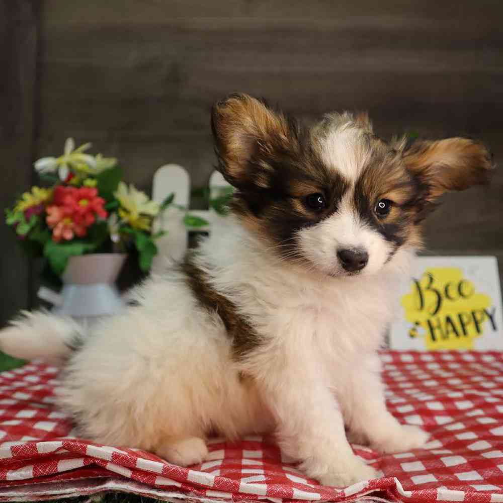 Papillon mix for sale cheap