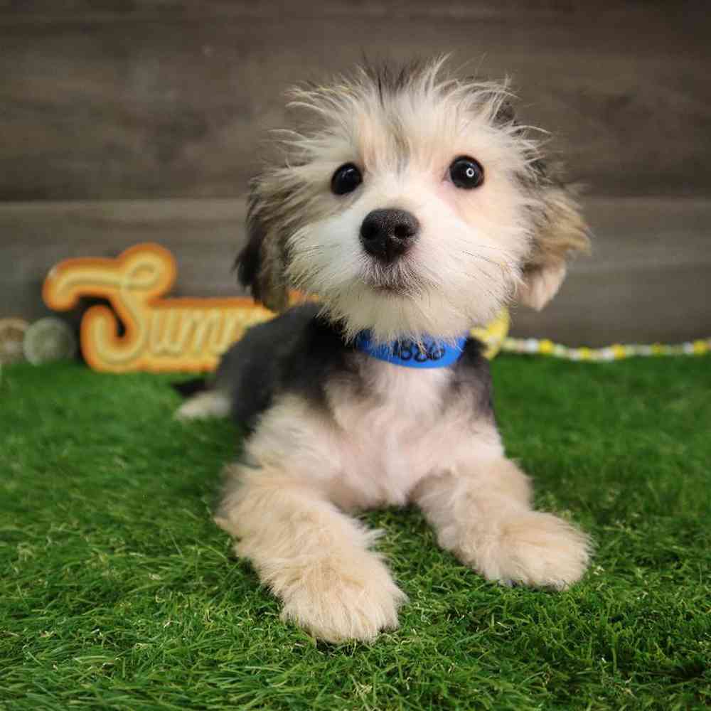 Male Morkie Puppy for Sale in Blaine, MN