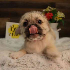 Teddy Pug
