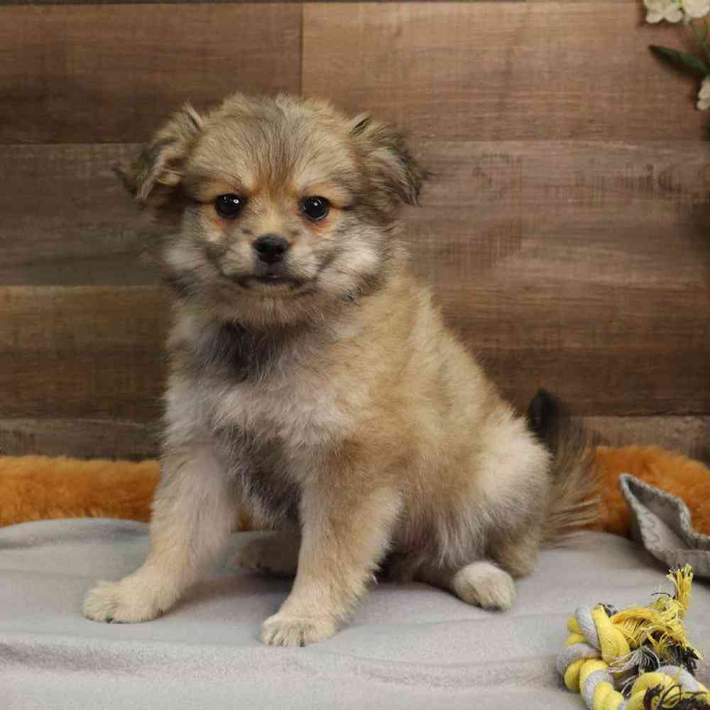 Female Pomachon Puppy for sale