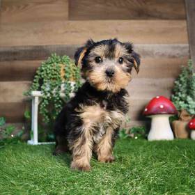 Yorkshire Terrier