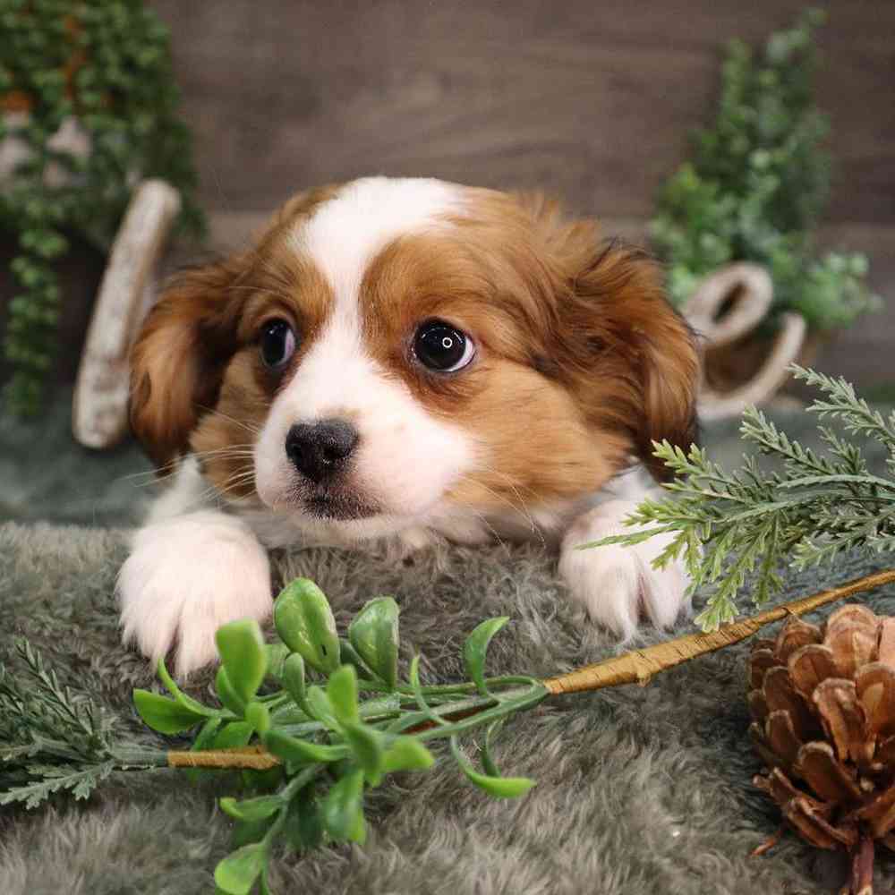 carousel pet images