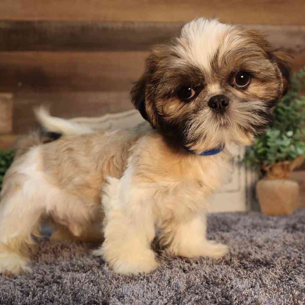 carousel pet images