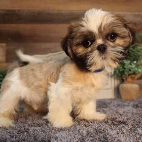 Shih Tzu
