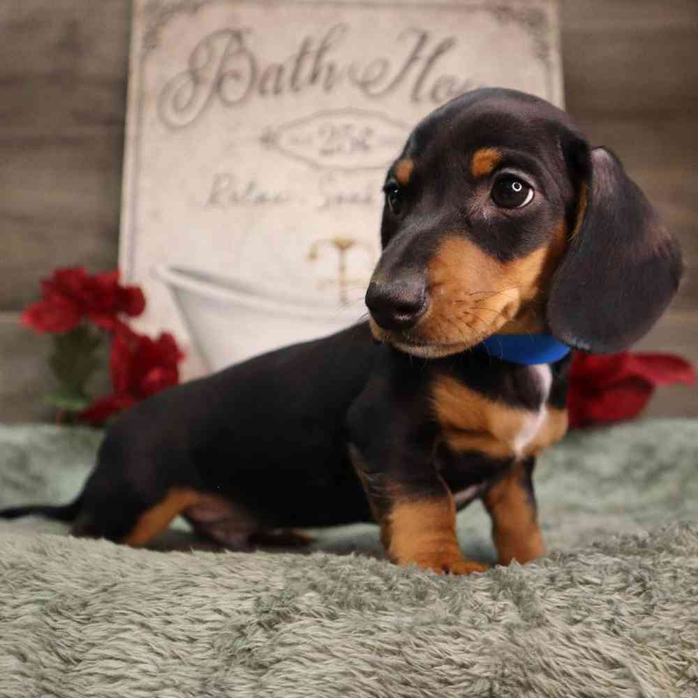 Male Dachshund Puppy for Sale in Blaine, MN