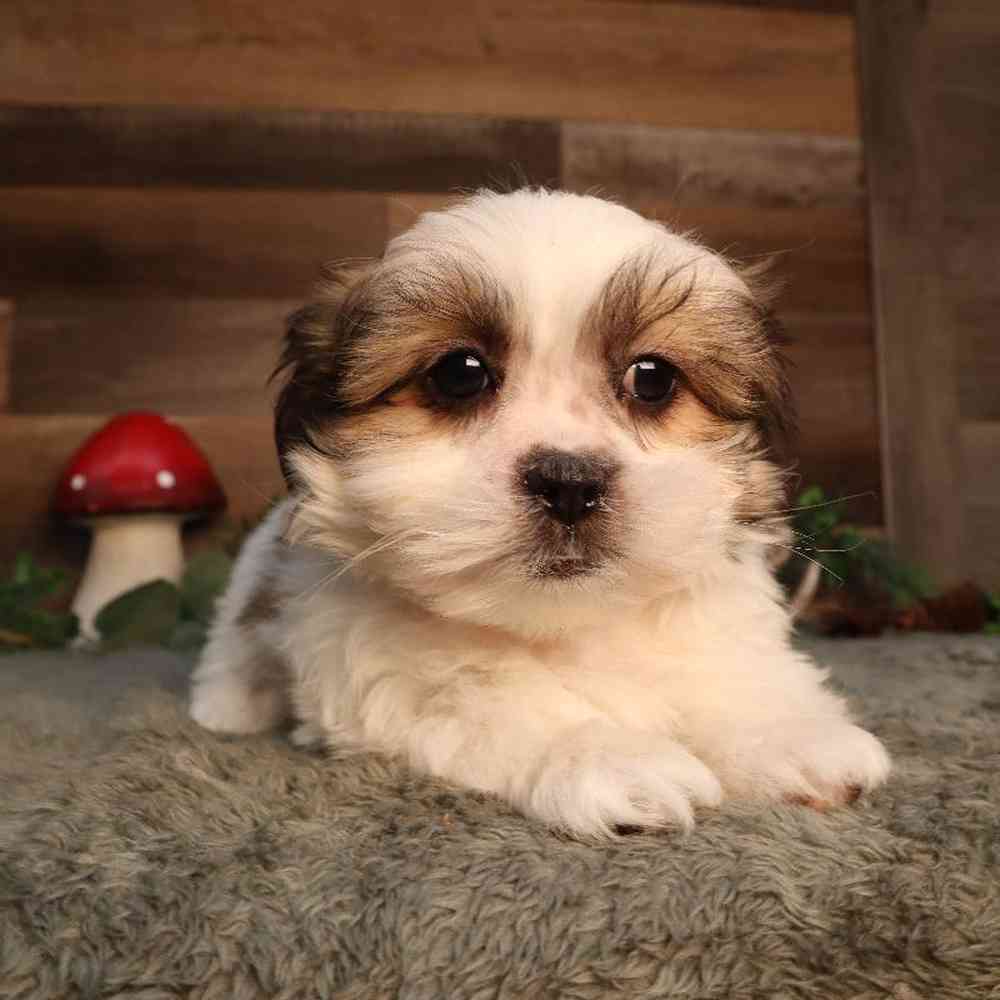 Malshi Puppy for sale - Four Paws and a Tail
