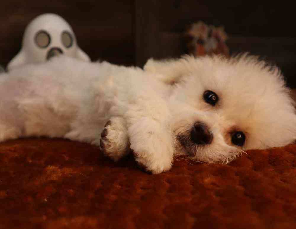 carousel pet images