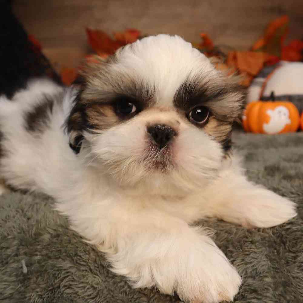 carousel pet images