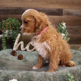 Cavapoo