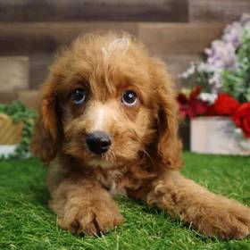 Cavapoo