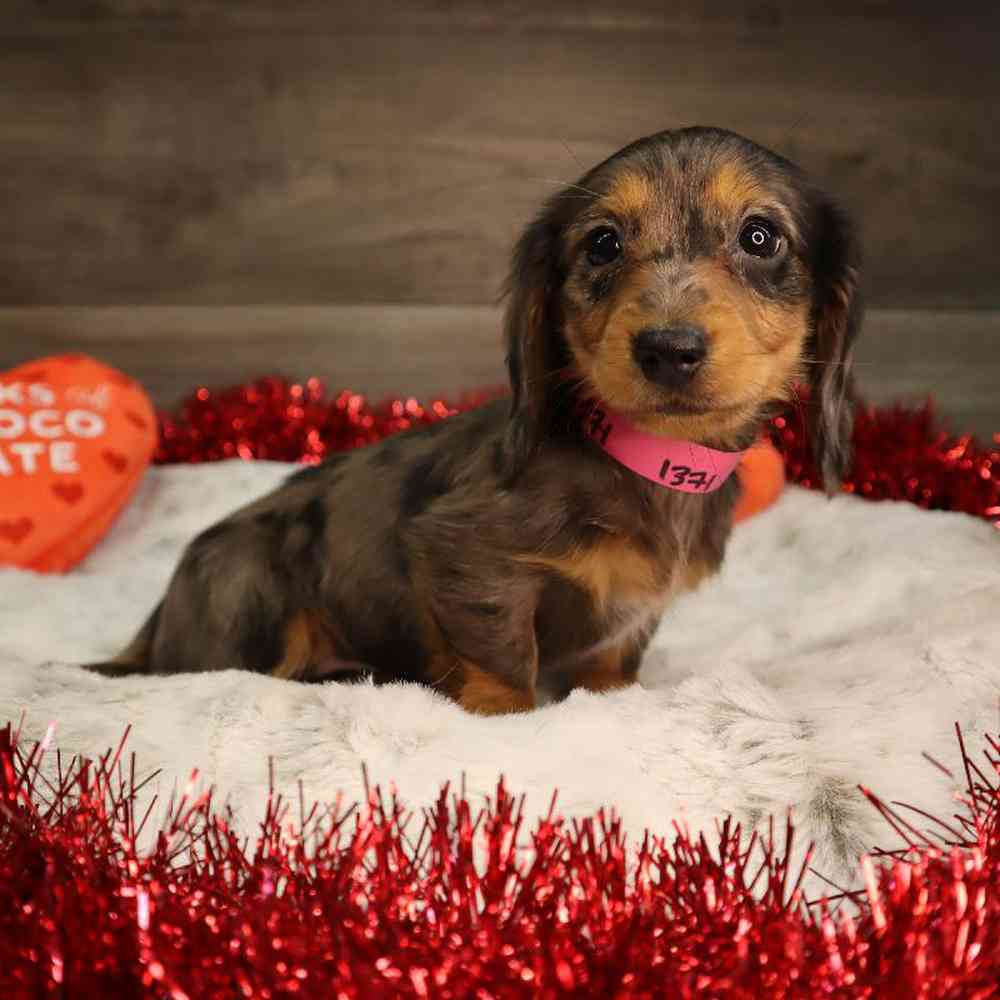 Female Dachshund Puppy for Sale in Blaine, MN