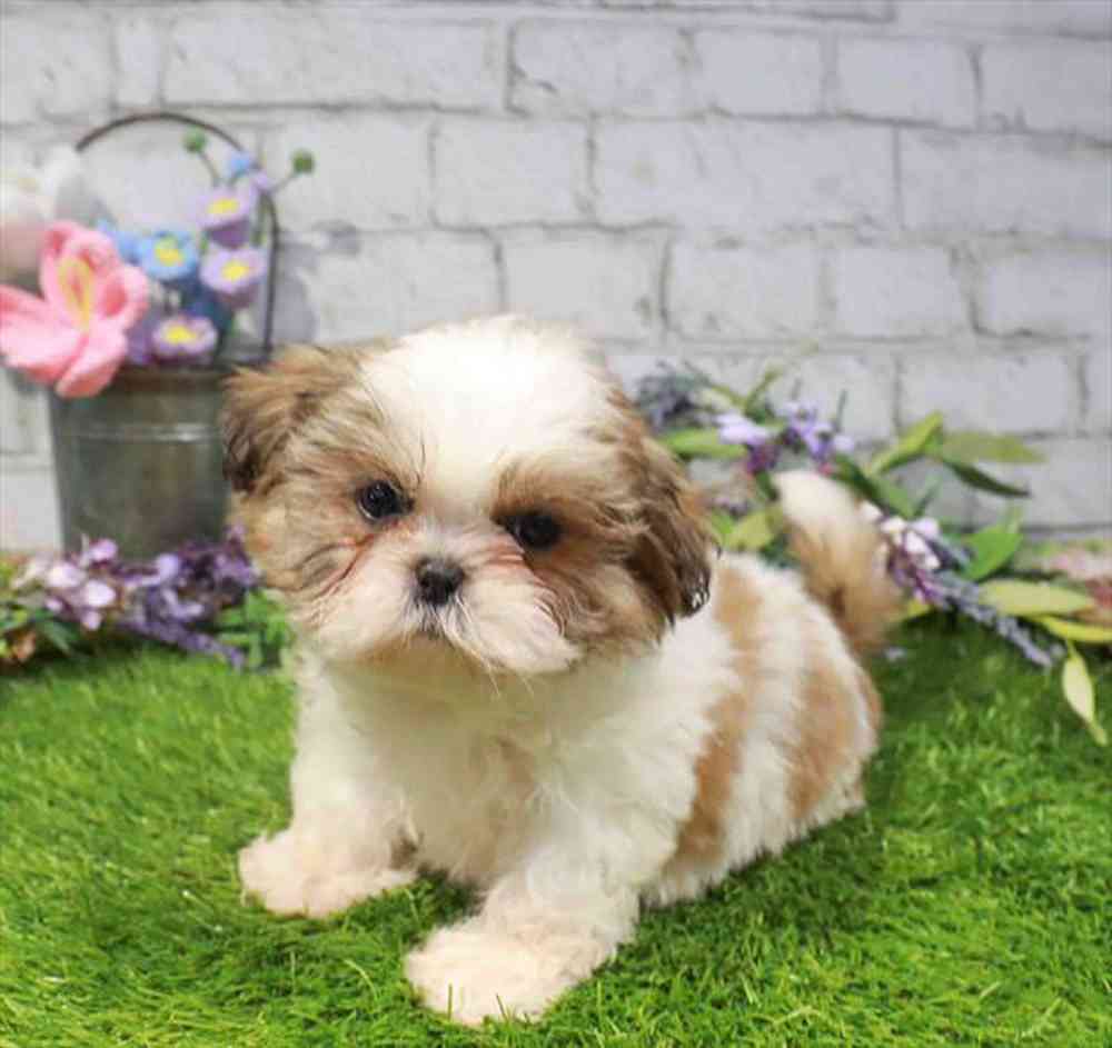 carousel pet images