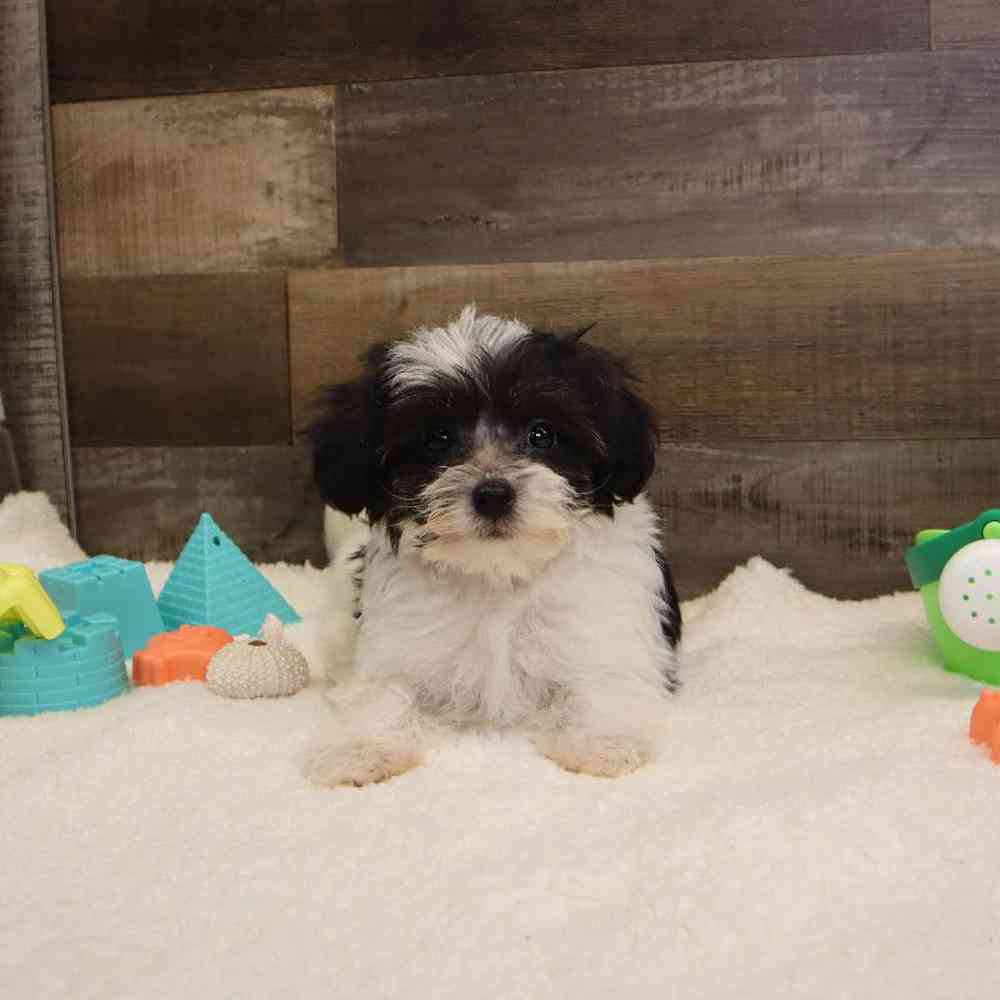 Female Bichon-Poodle-Yorkie Puppy for sale