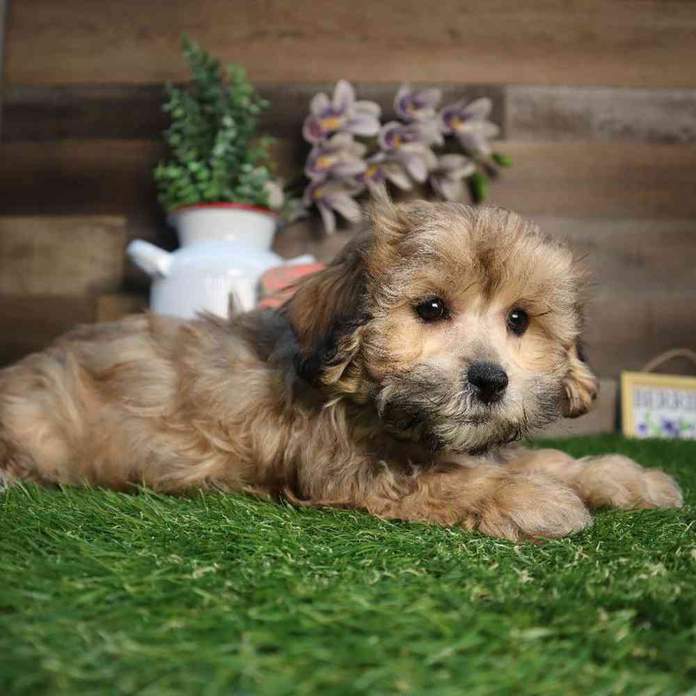 Female Shipoo Puppy for Sale in Blaine, MN