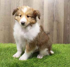 Sheltie