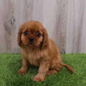 Cavalier King Charles Spaniel