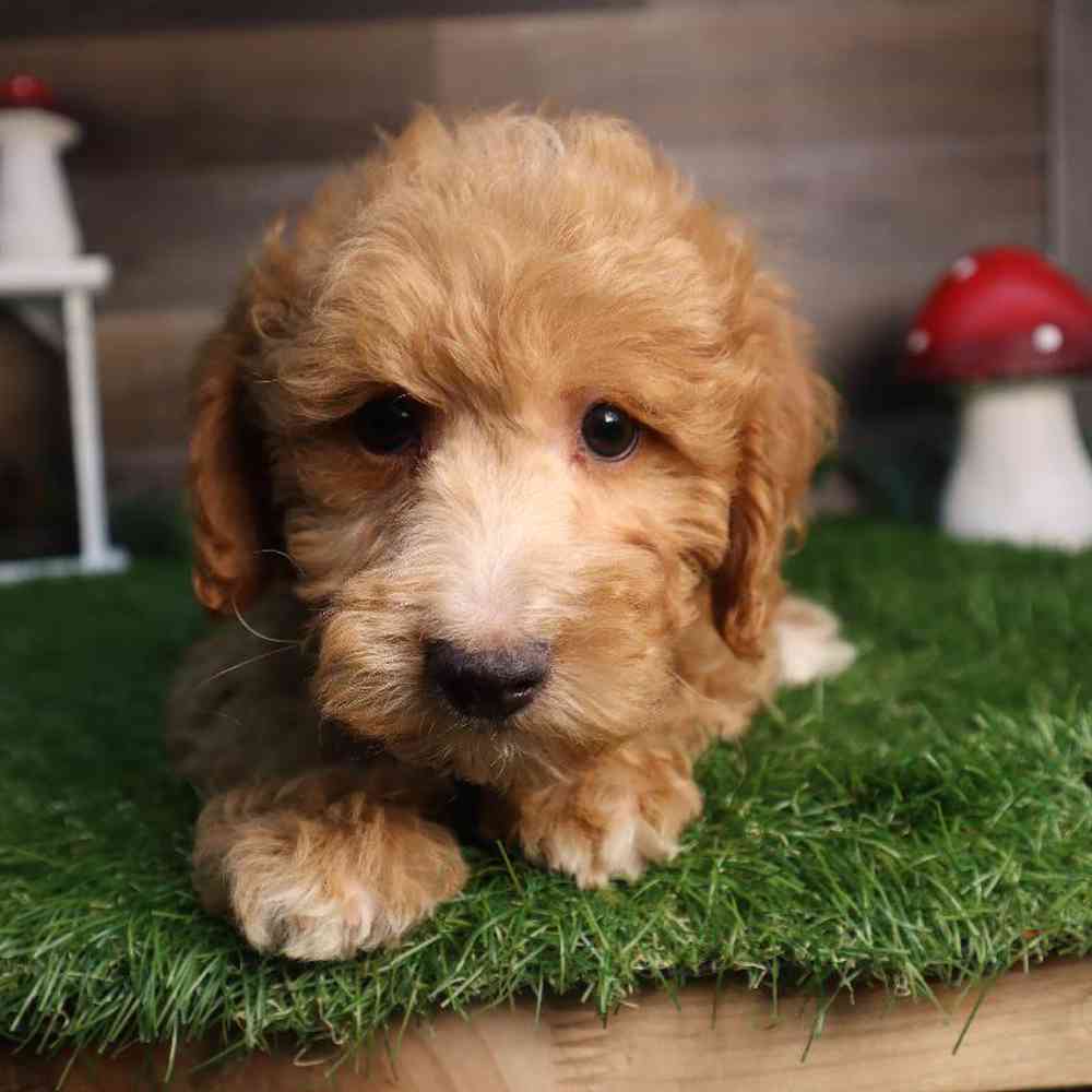Male Mini Goldendoodle Puppy for Sale in Blaine, MN