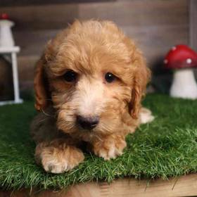 Mini Goldendoodle