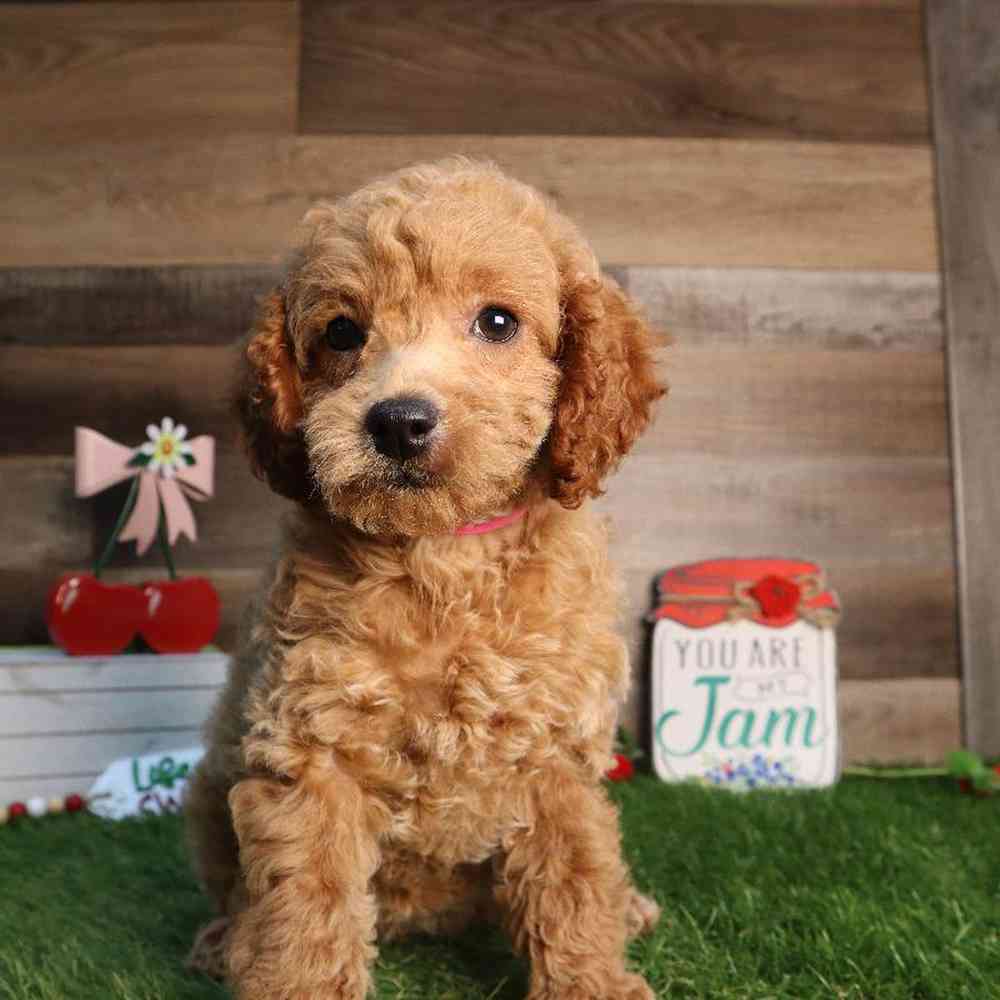 carousel pet images
