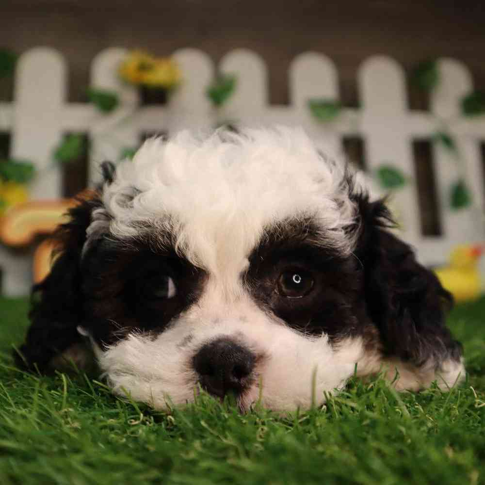 carousel pet images