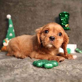 Cavalier King Charles Spaniel