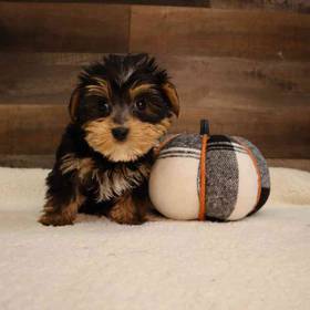 Yorkshire Terrier