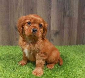 Cavalier King Charles Spaniel