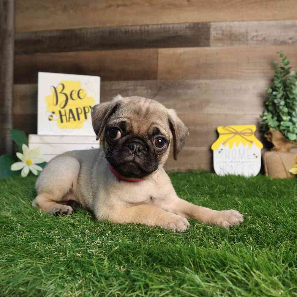 Female Pug Puppy for Sale in Blaine, MN