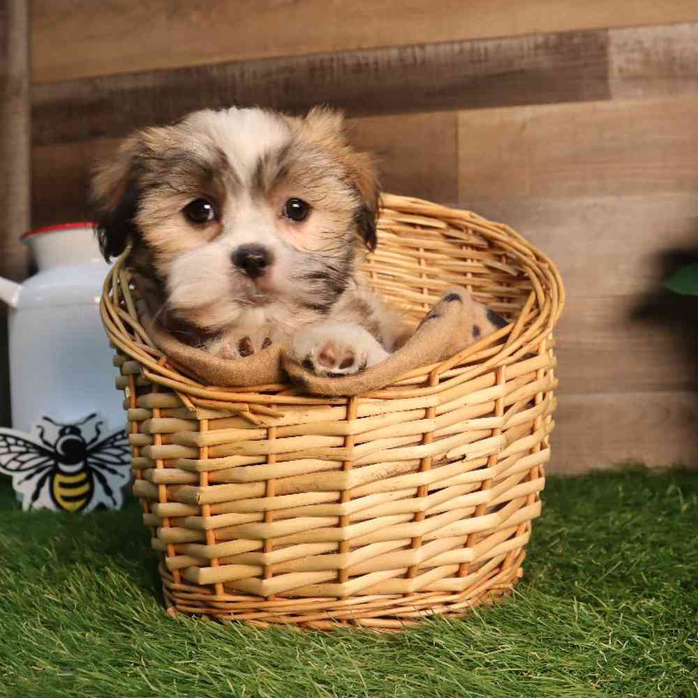 Female Malshi Puppy for Sale in Blaine, MN
