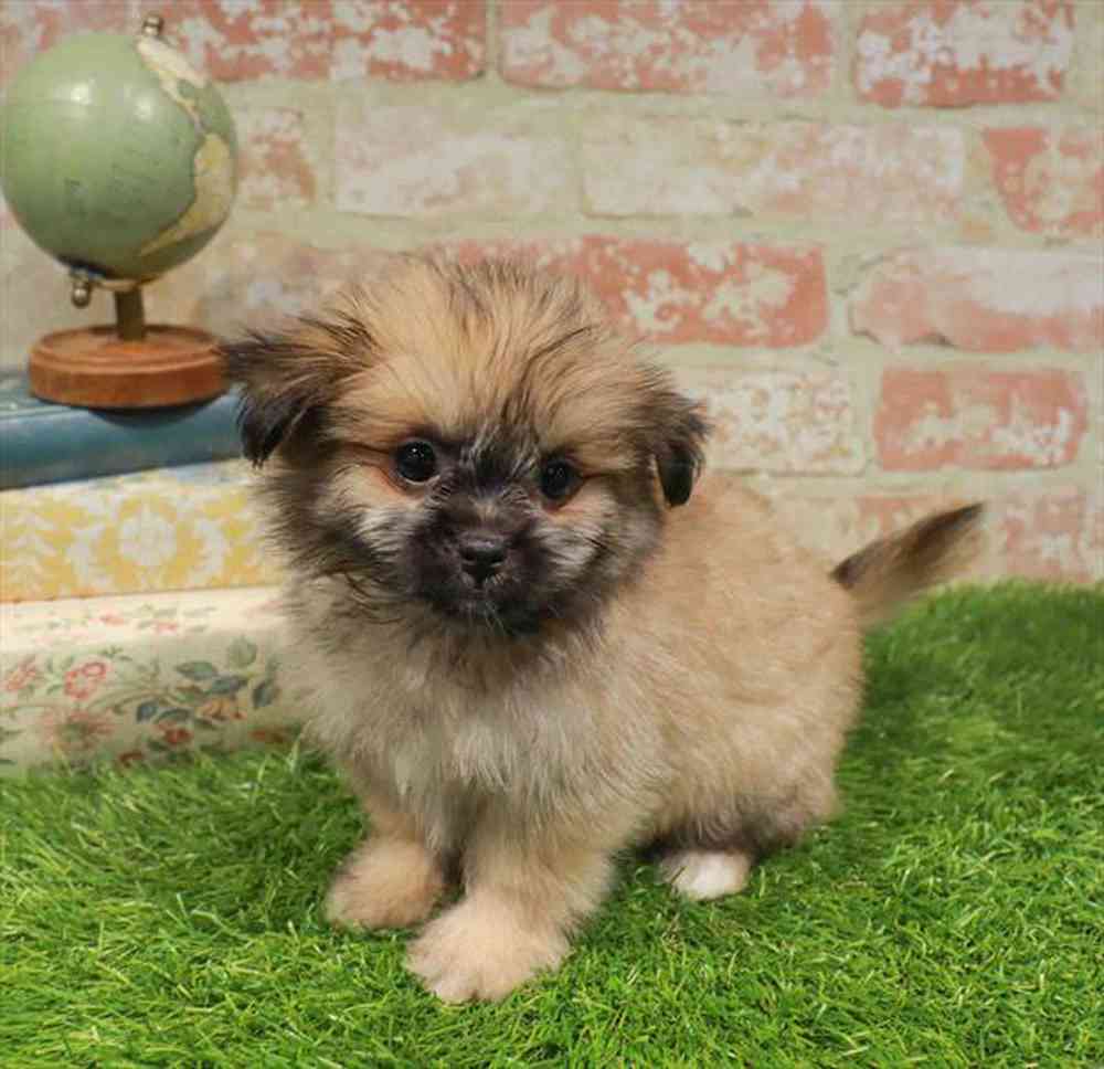 carousel pet images