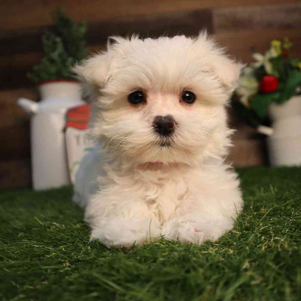 Female Maltese Puppy for Sale in Blaine, MN