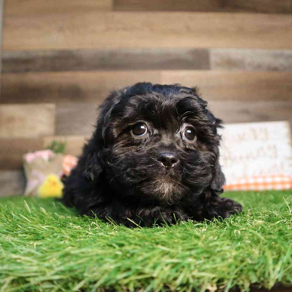 Shipoo Puppy for sale - Four Paws and a Tail