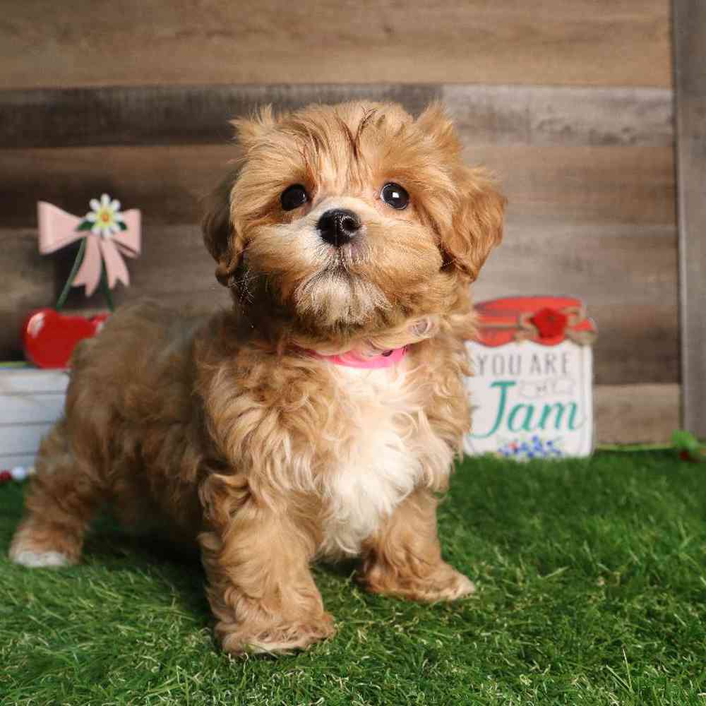 Image of a pet breed in the gallery