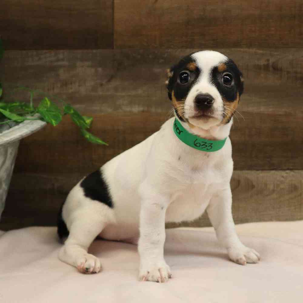 Male Rat Terrier Puppy for sale