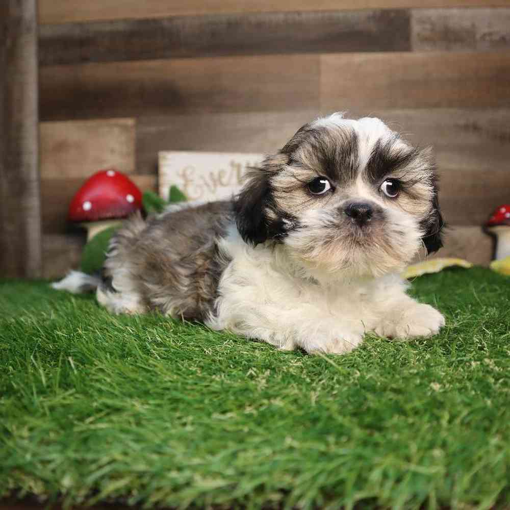 carousel pet images