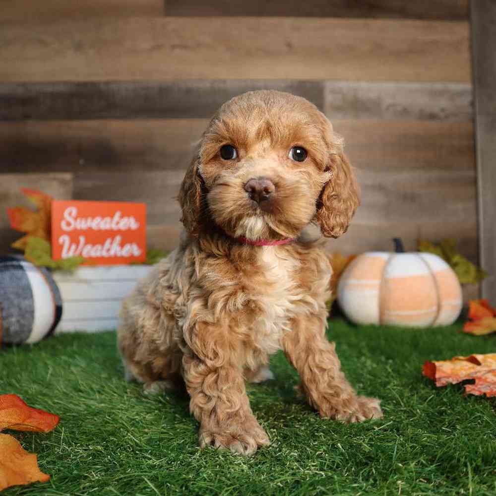 carousel pet images