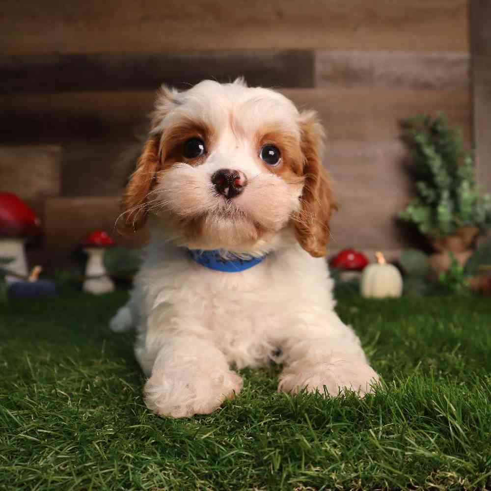 Male Cavapoo Puppy for Sale in Blaine, MN