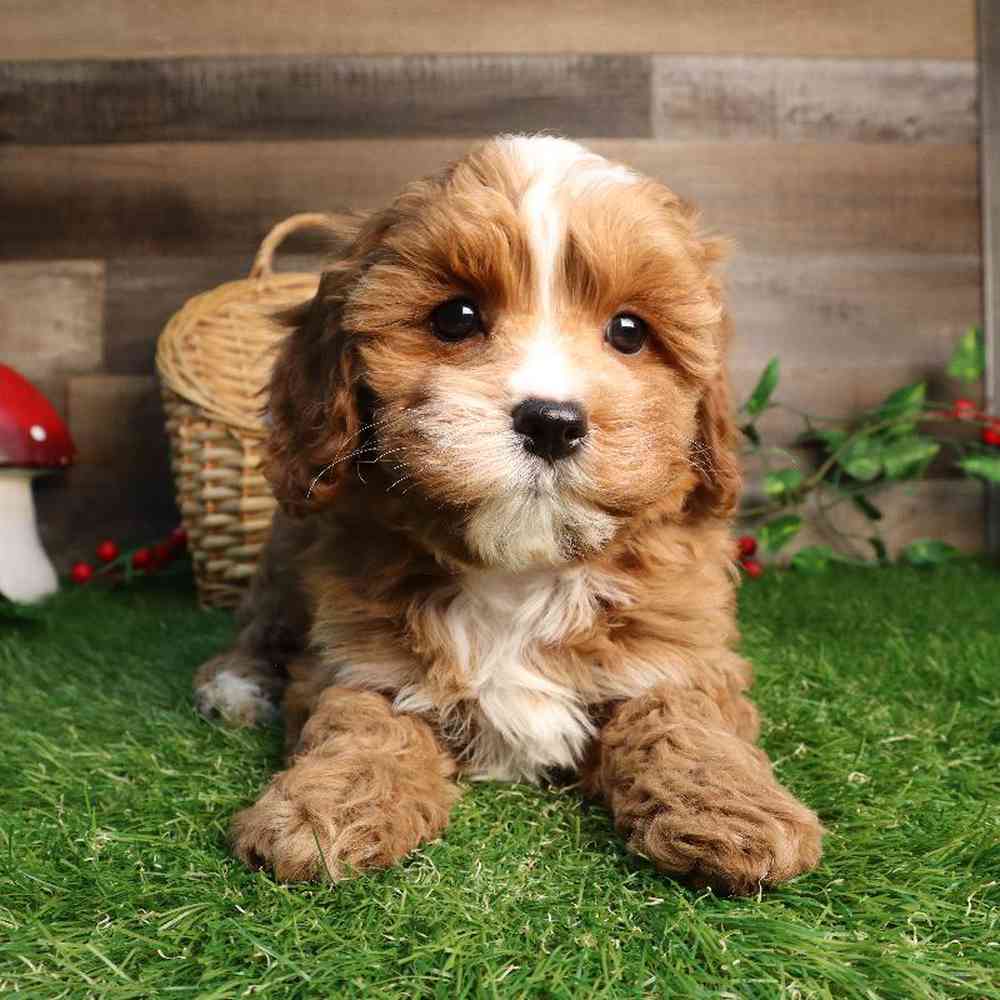 Cavapoo Puppy for sale - Four Paws and a Tail