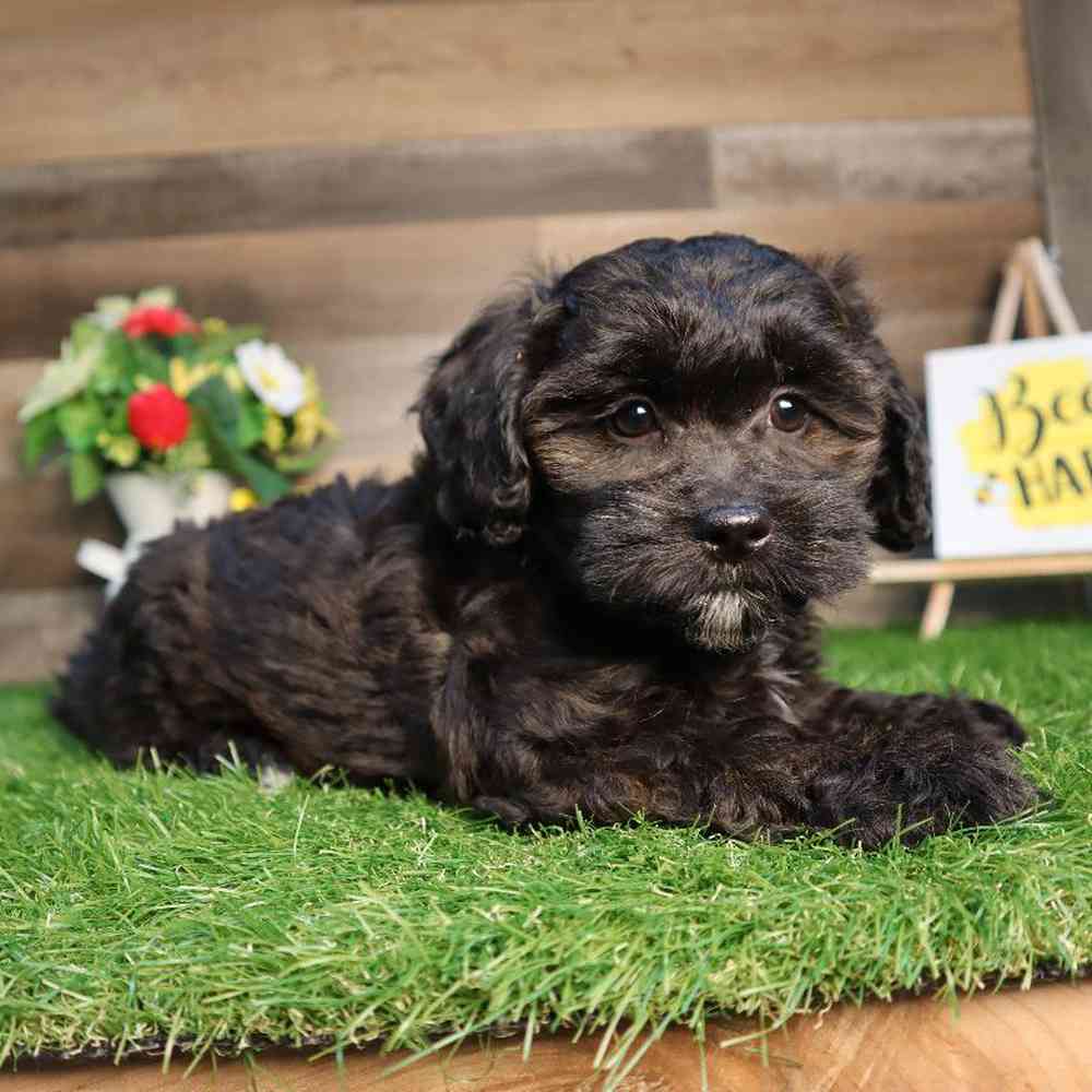 Shipoo Puppy for sale - Four Paws and a Tail