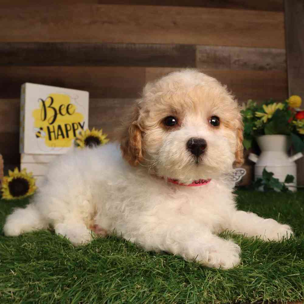 Female Mini Goldendoodle Puppy for Sale in Blaine, MN