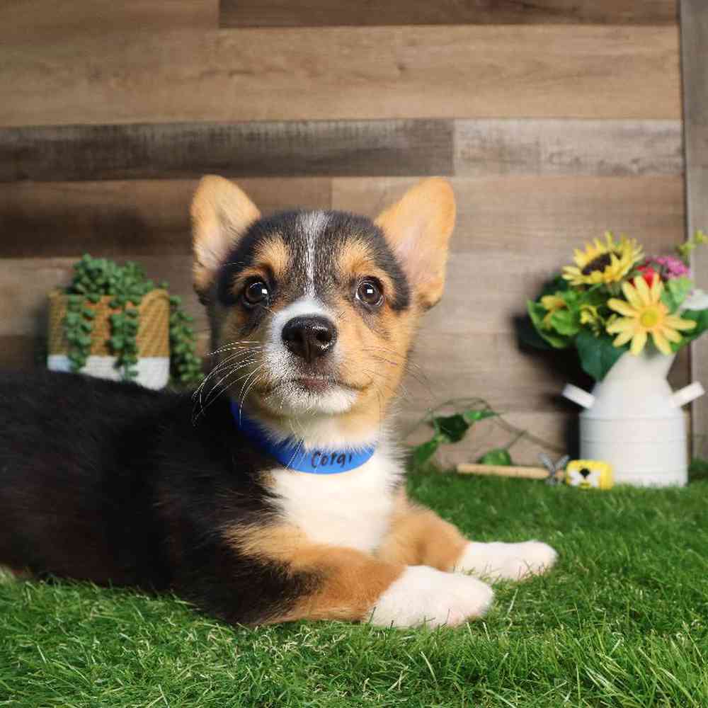 Male Pembroke Welsh Corgi Puppy for Sale in Blaine, MN